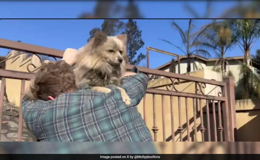 Emotional Reunion: Wildfire Survivor Finds Oreo the Dog, While Others Continue Their Search