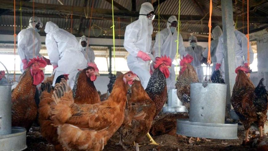 Bird Flu Scare: Is It Safe to Consume Chicken and Eggs?